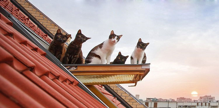 Котята на крыше